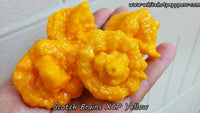 Scotch Brains XCP Yellow - Pepper Seeds - White Hot Peppers